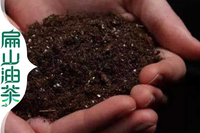 茶樹(shù)種植土壤
