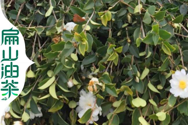 2024肇慶地區種植油茶苗品種長(cháng)林湘林軟枝杯苗-扁山油茶
