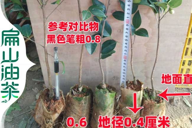 長(cháng)林53號油茶苗