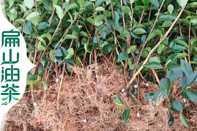 40長(cháng)林油茶苗