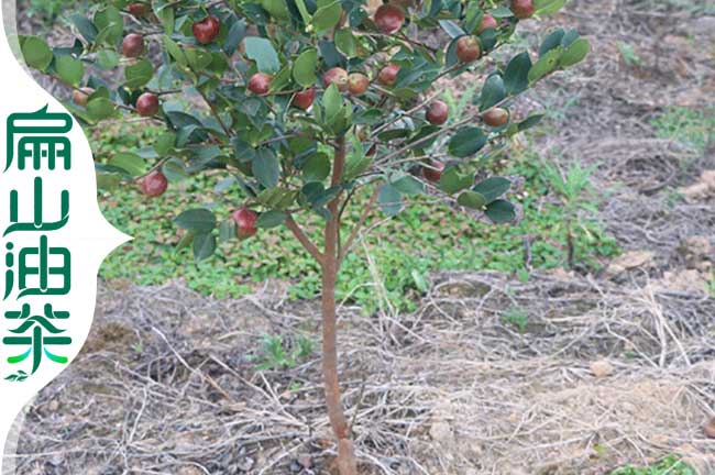 長(cháng)林53號油茶苗
