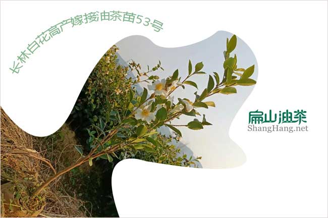 長(cháng)林高產(chǎn)油茶苗