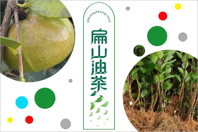 廣西油茶苗批發(fā)