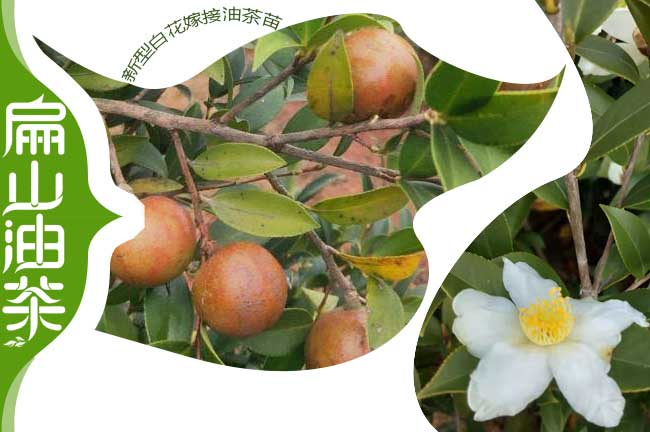 白花中小果油茶樹(shù)苗