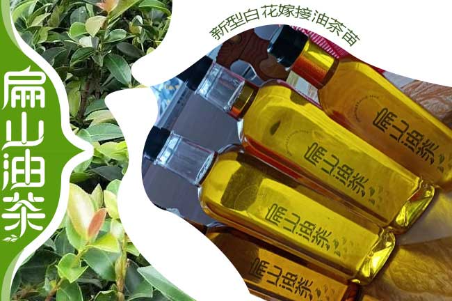 1-3年長(cháng)林53#40號嫁接油茶杯苗(營(yíng)養袋裝輕基質(zhì))-扁山油茶