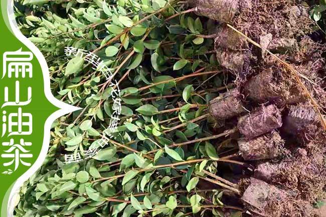 長(cháng)林油茶杯苗