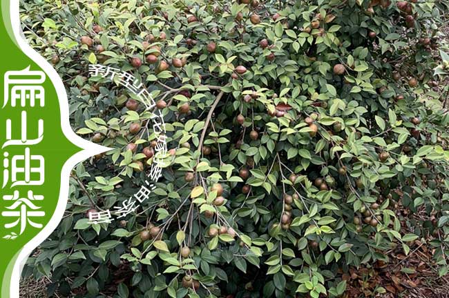 長(cháng)林3號油茶苗