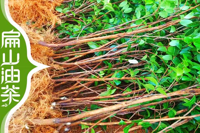長(cháng)林53號油茶苗