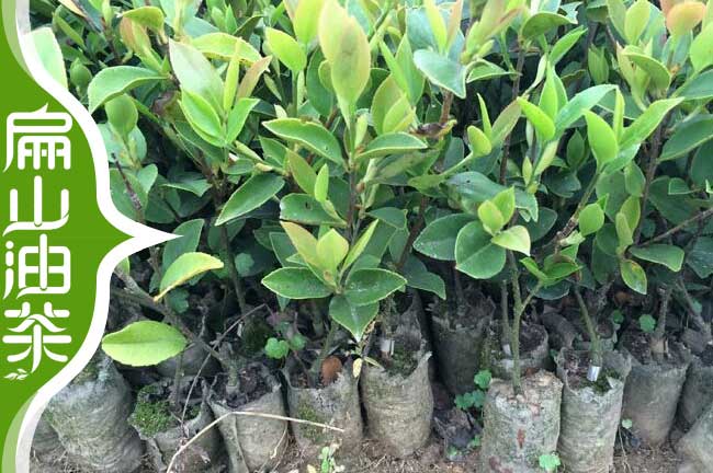長(cháng)林53號