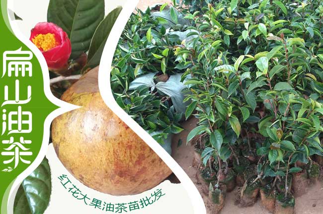 大果茶樹(shù)苗