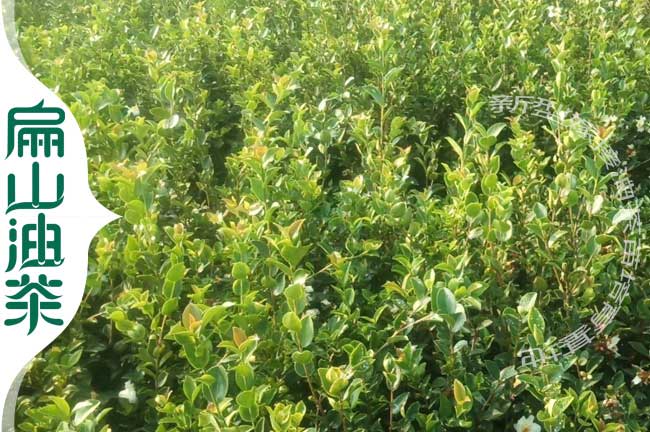 長(cháng)林53號油茶苗