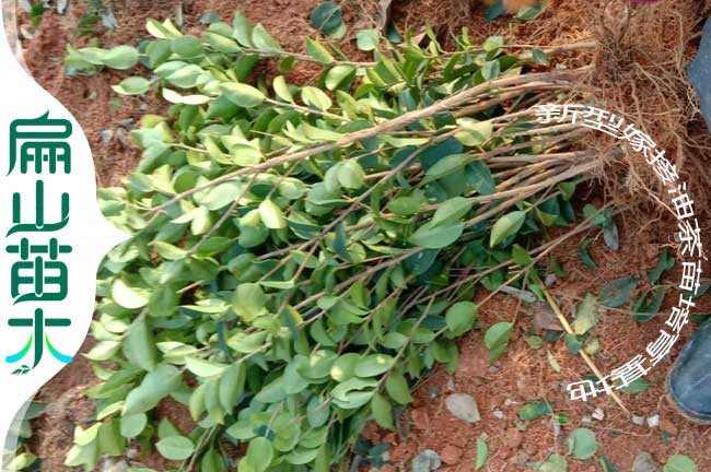 長(cháng)林油茶裸根苗
