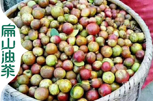 長(cháng)林茶果批發(fā)