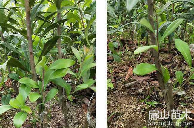 高峰鎮楊梅苗批發(fā)