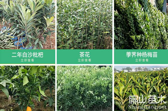 廣元果樹(shù)苗批發(fā)