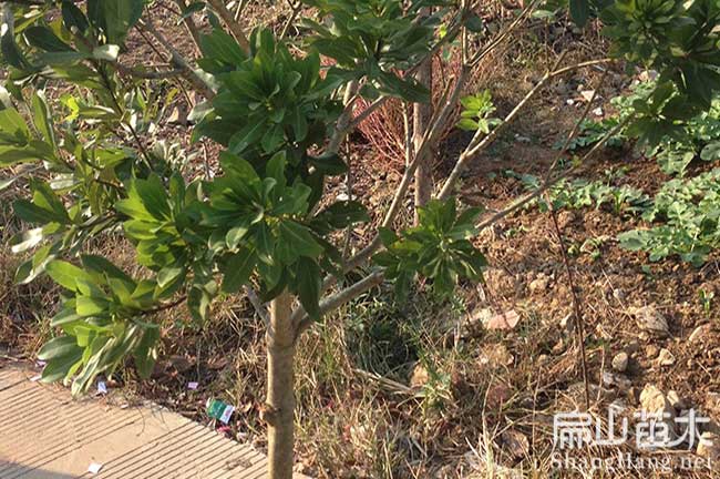大石鄉東魁楊梅苗