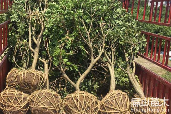 萍鄉楊梅苗批發(fā)