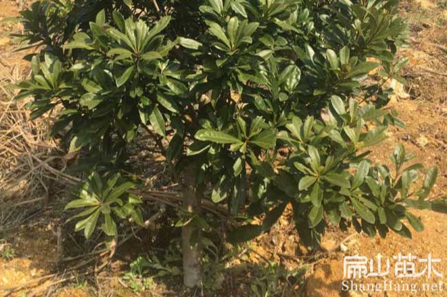 開(kāi)江大黑炭楊梅苗