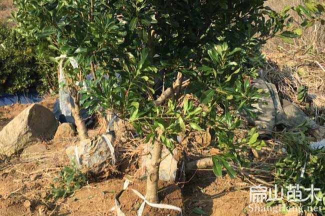 內江東魁楊梅苗批發(fā)