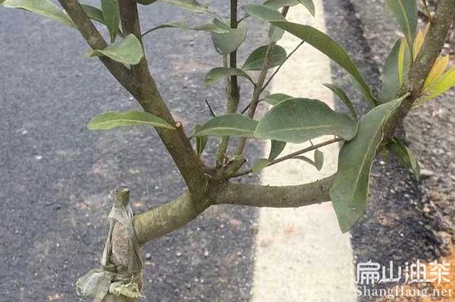 長(cháng)順縣水晶楊梅苗批發(fā)