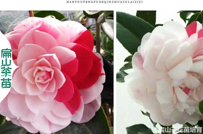 開(kāi)封茶花苗培育