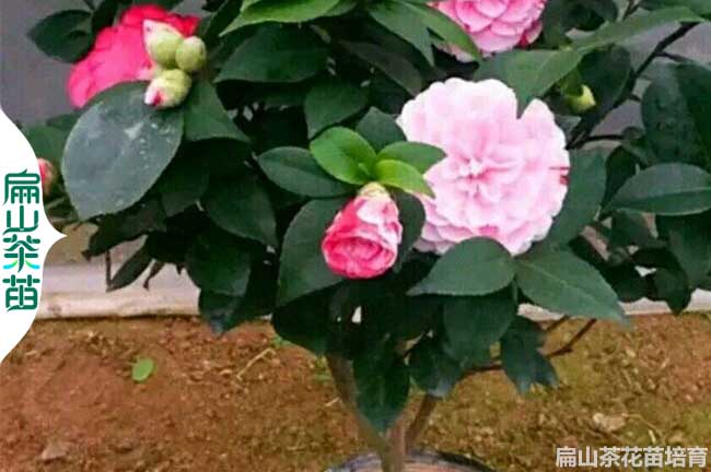 袋裝油茶苗.甘肅茶葉小苗.甘肅省標準茶花苗培育1-5年50CM