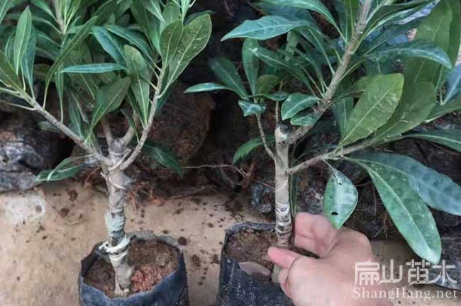 開(kāi)封東魁楊梅苗