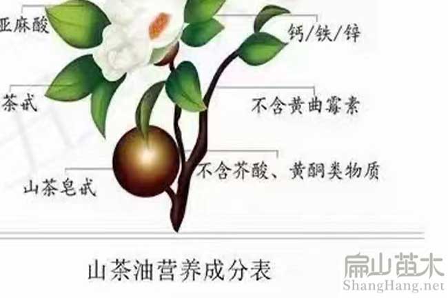 資陽(yáng)油茶種植
