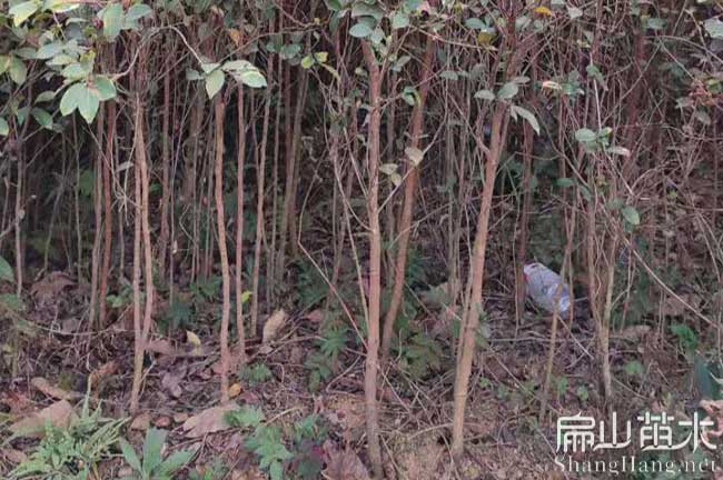 大田茶樹(shù)苗培育
