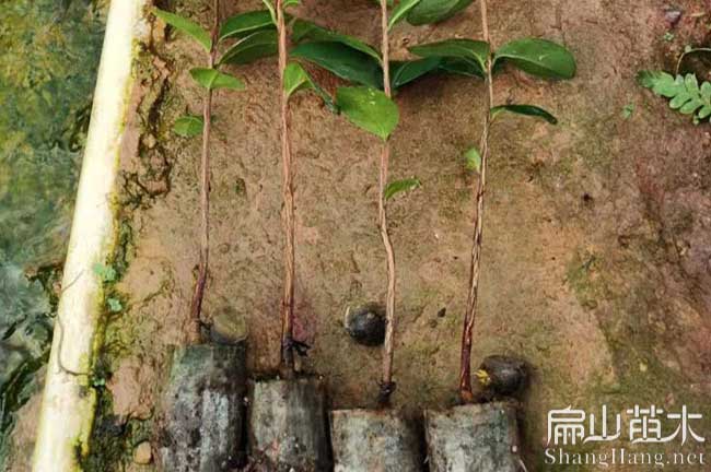 容縣油茶苗批發(fā)