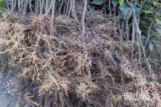 丹陽(yáng)紅花油茶苗