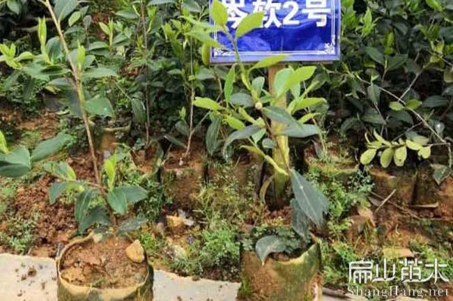 萬(wàn)年岑軟2號油茶苗
