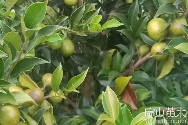 四川茶樹(shù)種植