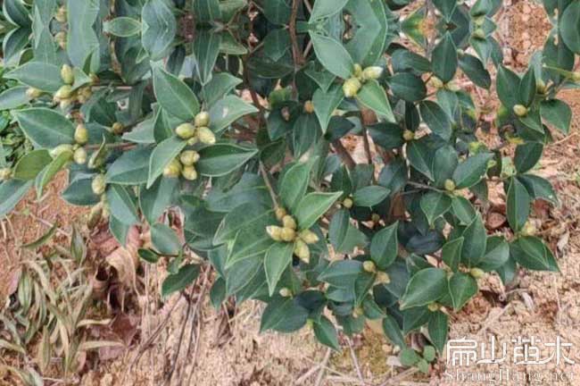 尤溪三華油茶苗批發(fā)