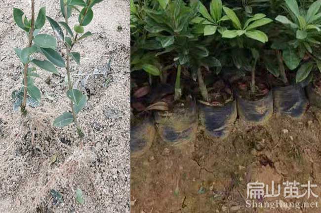 長(cháng)沙油茶基地