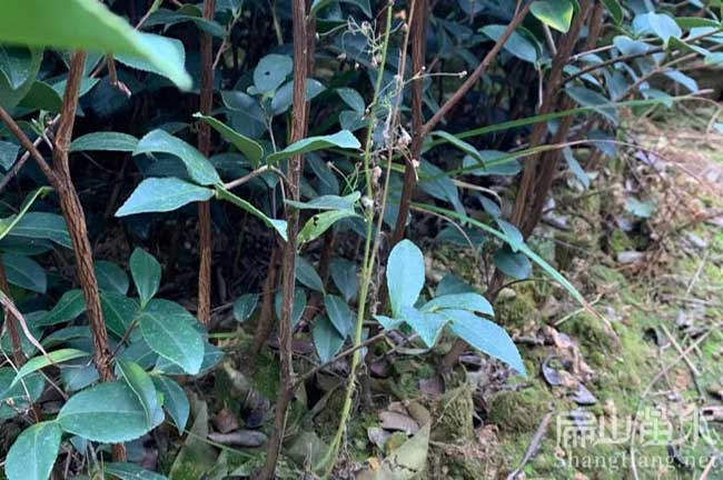 資陽(yáng)油茶苗批發(fā)