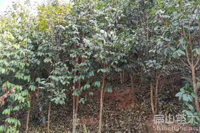 大茶樹(shù)批發(fā)