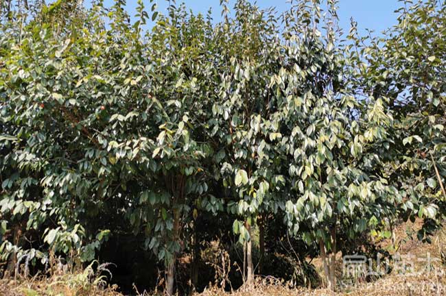 茶頭樹(shù)苗批發(fā)