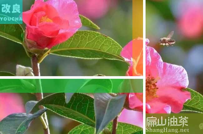 四川紅花油茶樹(shù)