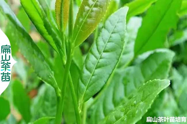 開(kāi)封茶葉苗培育
