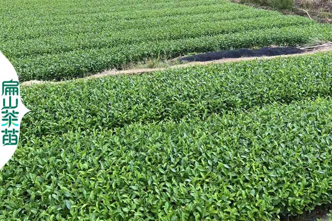 開(kāi)封1年茶苗培育