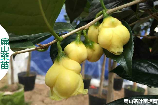 賣(mài)梧州廣西金花茶苗桂林培育基地 南寧油茶欽州岑溪批發(fā)4元