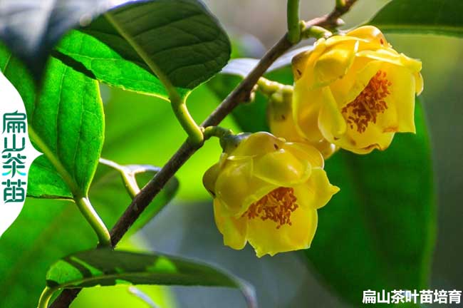 哪里有湖南湘潭金花茶苗培育基地 懷化衡陽(yáng)茶花苗批發(fā)2元