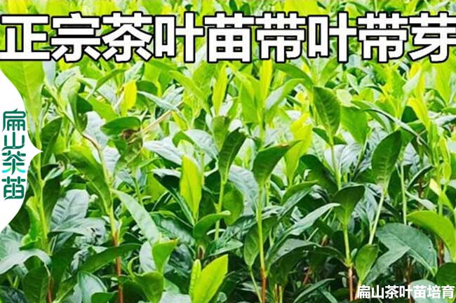 內江綠茶苗培育