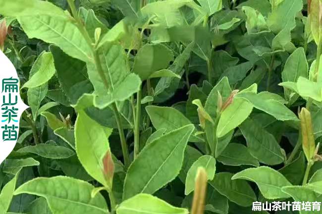 綿陽(yáng)綠茶苗批發(fā)