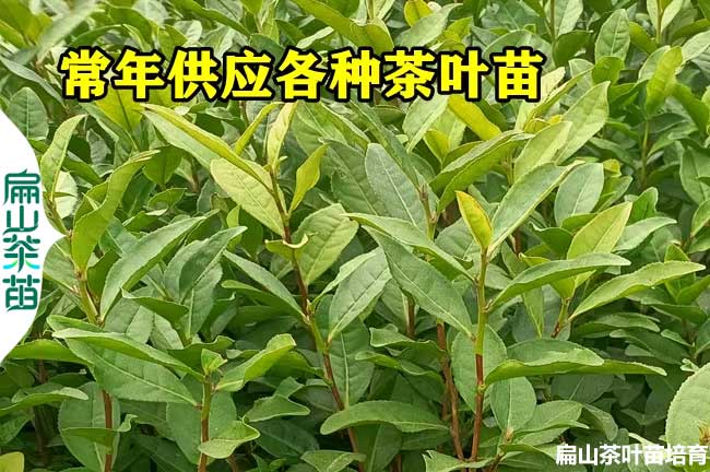 江西茶葉苗供應