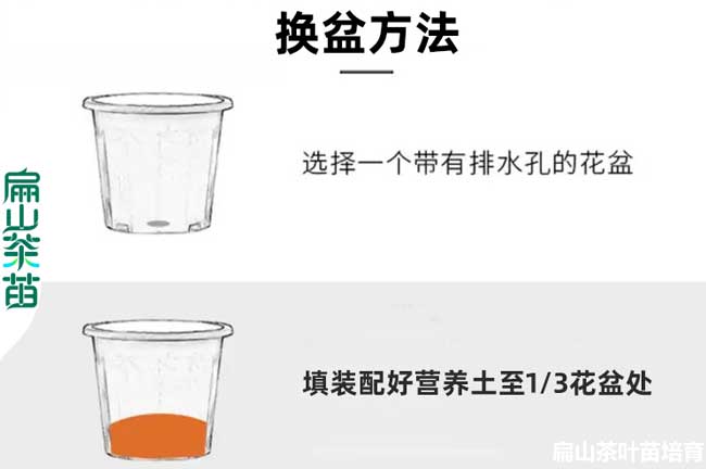 樂(lè )山油茶種植技術(shù)