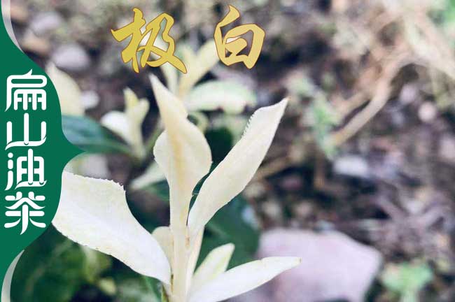 廈門(mén)極白茶苗批發(fā)