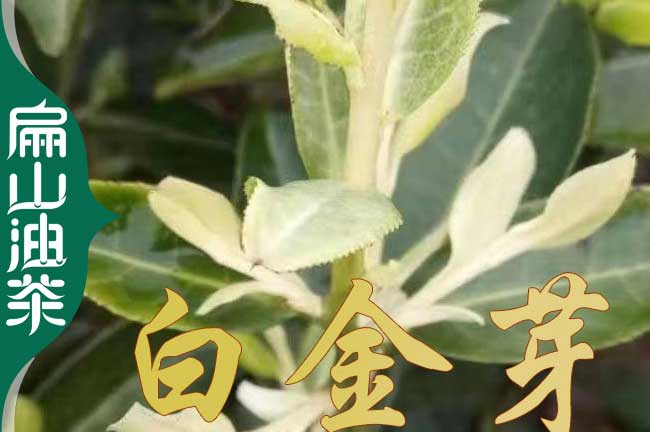 衡陽(yáng)白金芽茶葉苗