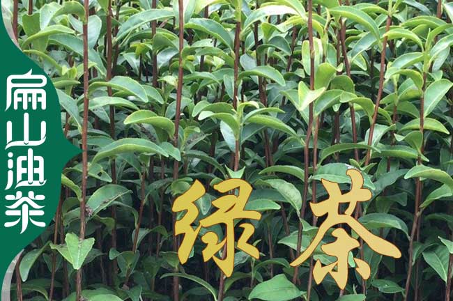 邵陽(yáng)綠茶苗培育
